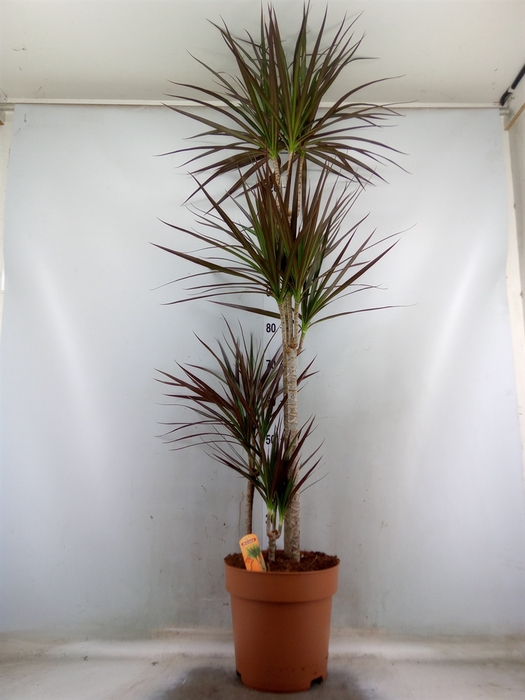 <h4>Dracaena marg. 'Magenta'</h4>