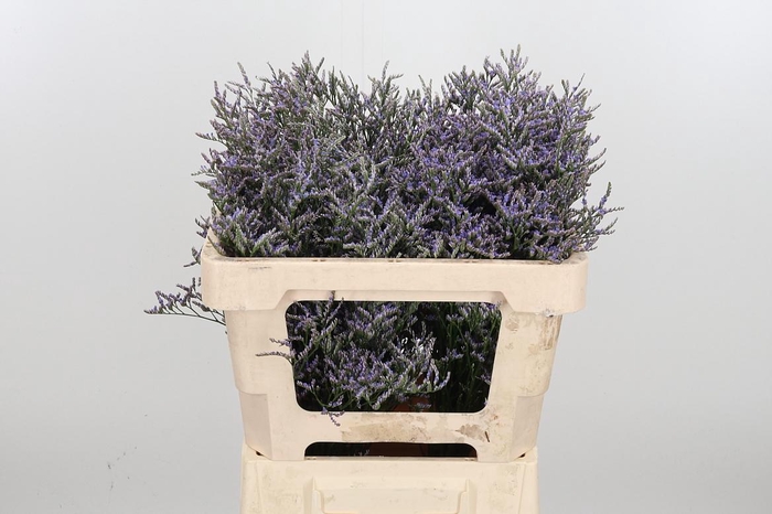 <h4>Lim Ov Skylight</h4>