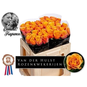 R Gr Heliana Orange+