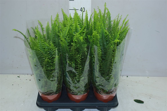 <h4>Nephrolepis Ex Green Lady</h4>
