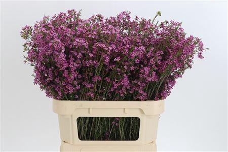 Chamelauc Emma Purple