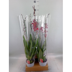 Burrageara  'Nelly Isler'