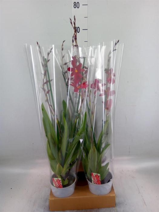 <h4>Burrageara  'Nelly Isler'</h4>