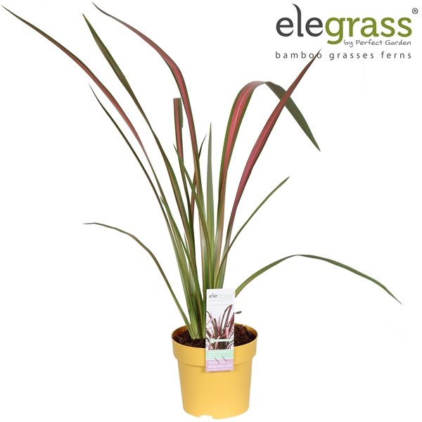 <h4>Phormium 'Pink Flamingo' P14</h4>