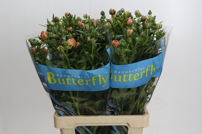 <h4>Ranunculus Butterfly Eris</h4>