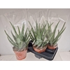 ALOE MISTRAL
