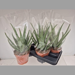 ALOE MISTRAL