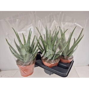 ALOE MISTRAL