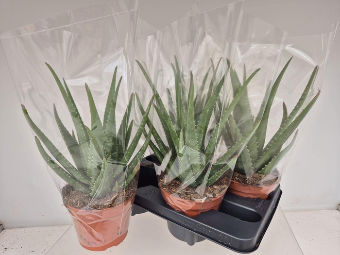 <h4>ALOE MISTRAL</h4>
