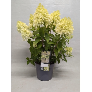 Hydrangea paniculata 'Skyfall' 23 cm