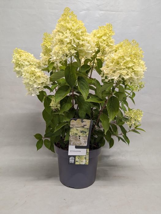 <h4>Hydrangea paniculata 'Skyfall' 23 cm</h4>
