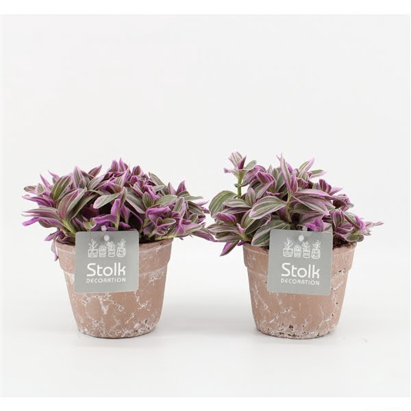 <h4>Tradescantia Sweetness 10,5 in terracotta pot</h4>