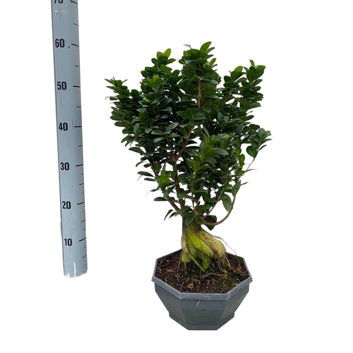 <h4>FIC MI GINSENG</h4>