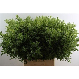 PITTOSPORUM OV