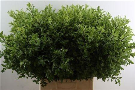 <h4>PITTOSPORUM OV</h4>