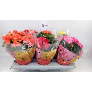 Begonia elat. DU   ...mix