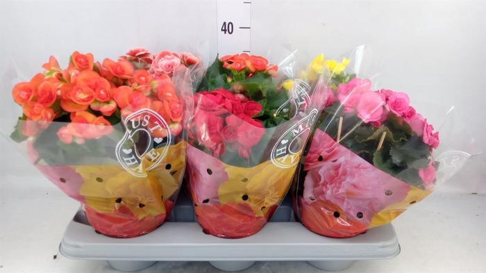 <h4>Begonia elat. DU   ...mix</h4>