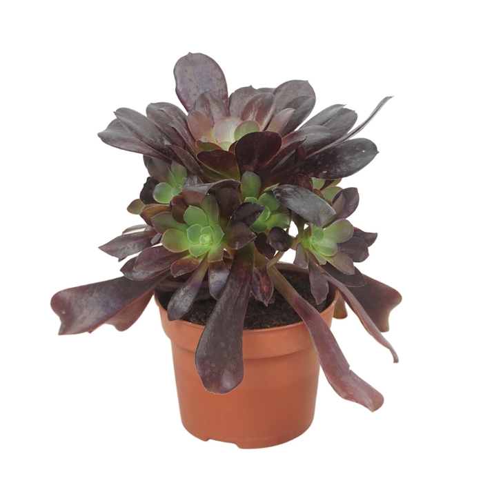 <h4>Aeonium arboreum 'Velours'</h4>