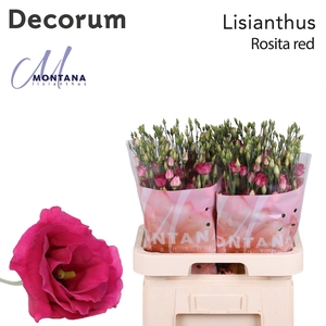 Lisianthus Rosita red 70cm