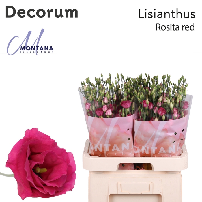 <h4>Lisianthus Rosita red 70cm</h4>