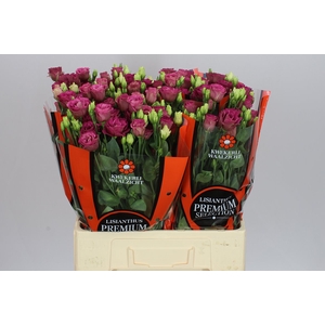 Eust Du Arosa Red 65cm