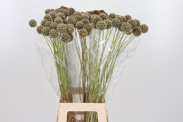 <h4>Scabiosa Stell Zaaddoos</h4>