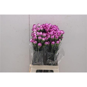 Di St Royal Damascus