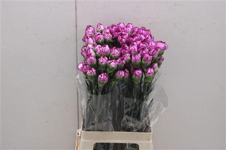 <h4>Di St Royal Damascus</h4>