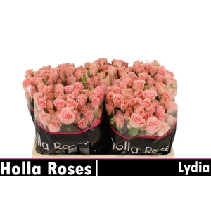 R TR LYDIA