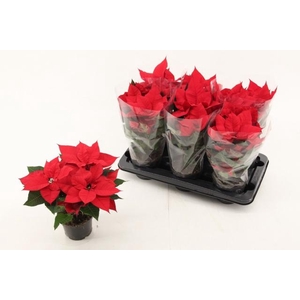 EUPHOR P CHR UNIVERS