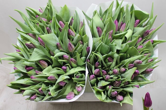 <h4>TU EN PURP SURPRISE</h4>