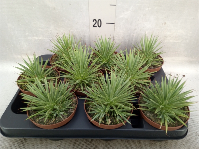 <h4>Agave stricta 'Nana'</h4>