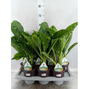 Dieffenbachia