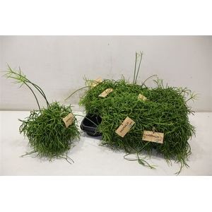 Rhipsalis Ba Oasis