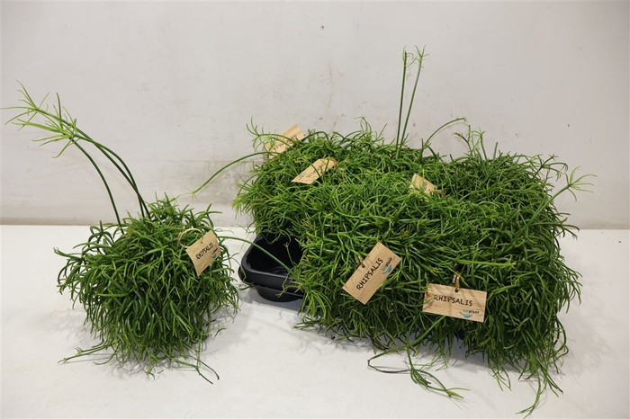 <h4>Rhipsalis Ba Oasis</h4>