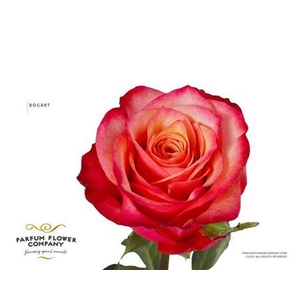 Rosa Premium Bogart