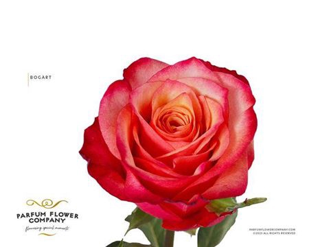 <h4>Rosa Premium Bogart</h4>