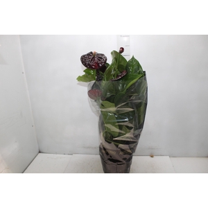 ANTHURIUM VARIADO P17 PREMIUM