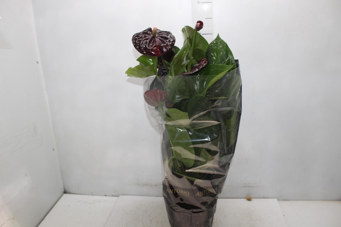 <h4>ANTHURIUM VARIADO P17 PREMIUM</h4>