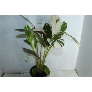 CALATHEA WATER COLOUR P24