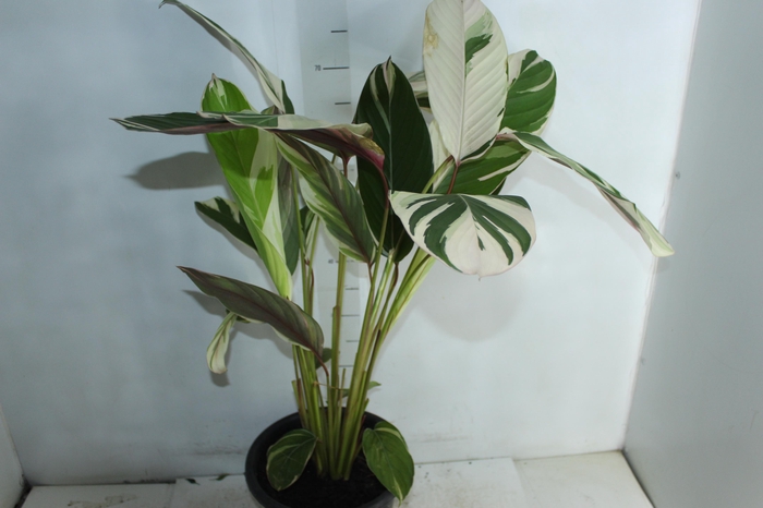 <h4>CALATHEA WATER COLOUR P24</h4>