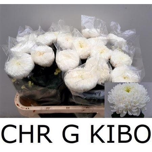 Chr G Kibo