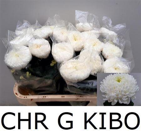 <h4>Chr G Kibo</h4>
