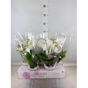 Phalaenopsis   ...white