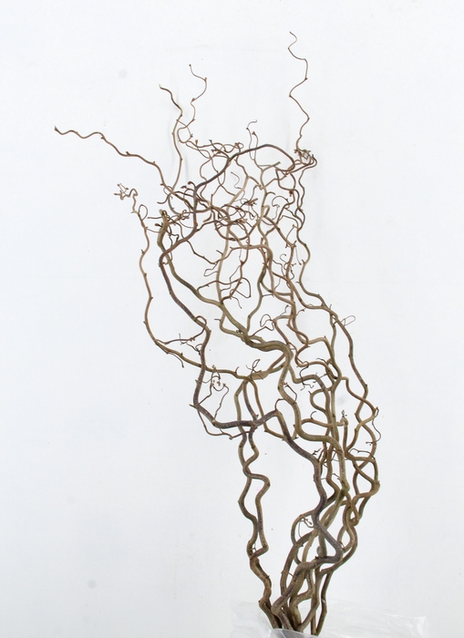 CORYL AV CONTORTA 2-JARIG 100CM