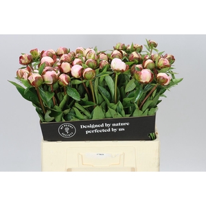 Paeonia Gardenia