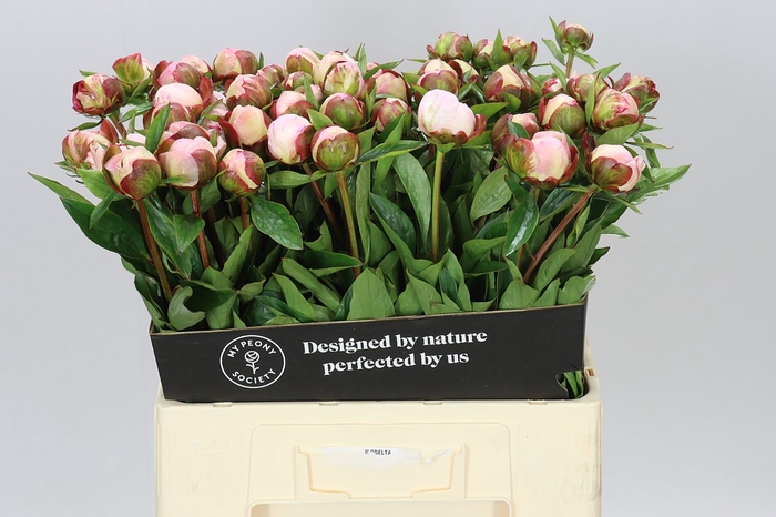 <h4>Paeonia Gardenia</h4>