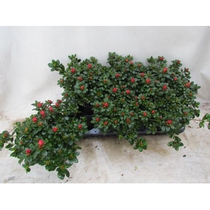 RHODO SI GLASERTYP 9