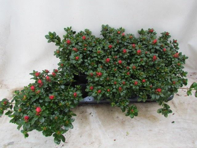 <h4>RHODO SI GLASERTYP 9</h4>