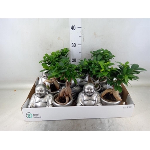 Ficus microcarpa 'Ginseng'